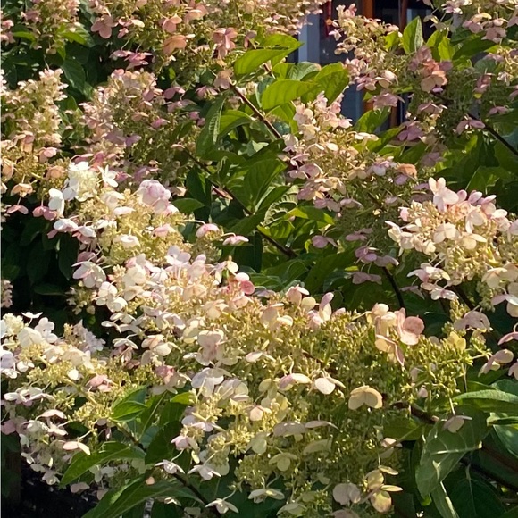 Meet your Posher, Ren - Picture 1 of 1